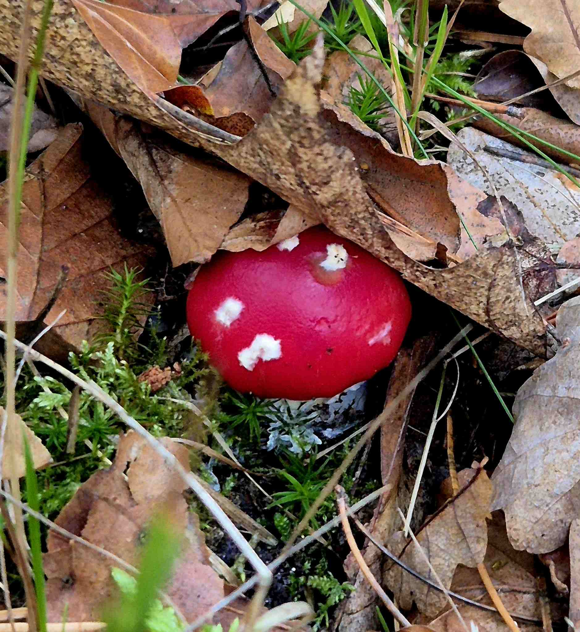 WaldAusZeit im Herbst: Impression 1