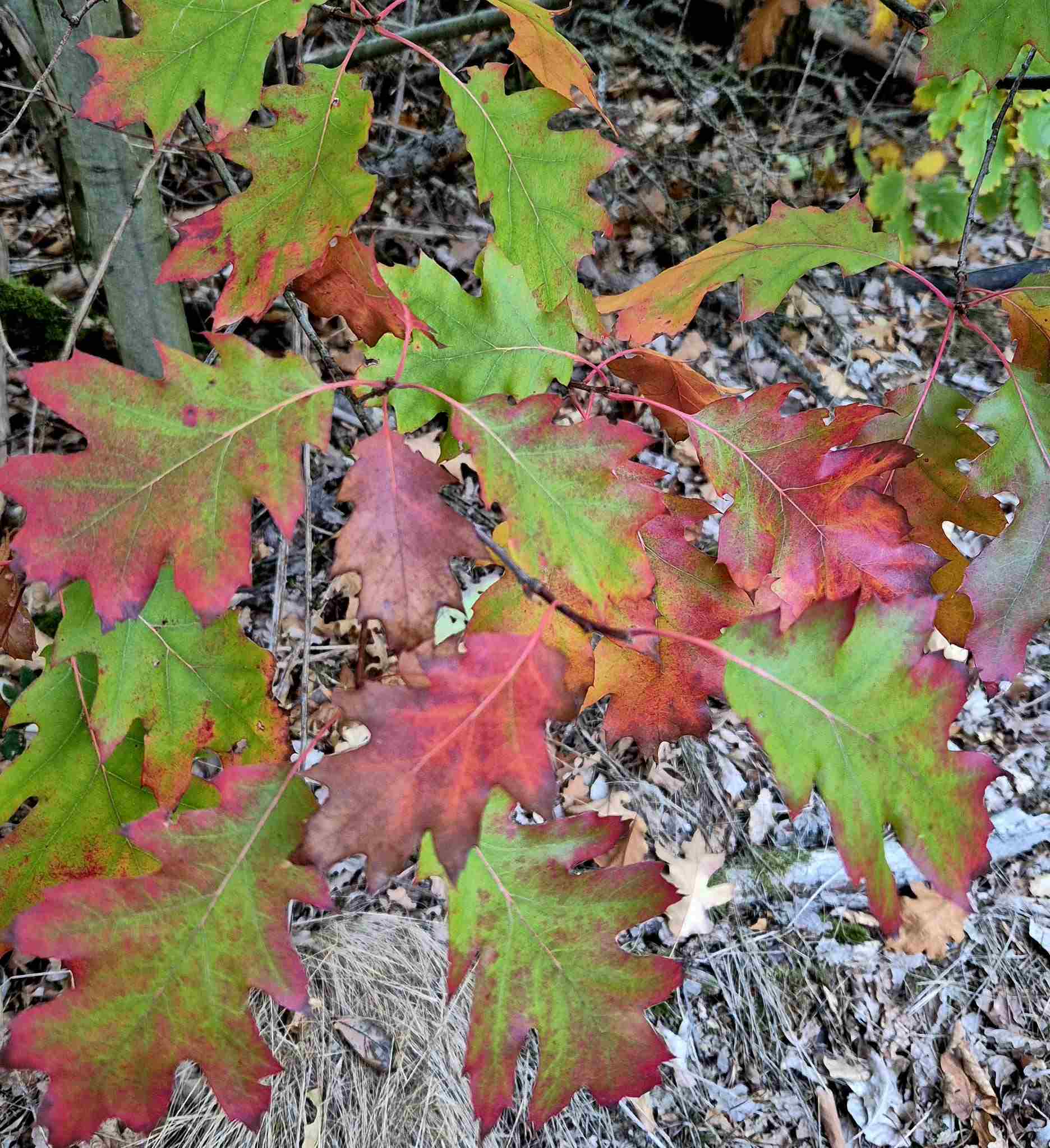 WaldAusZeit im Herbst: Impression 3