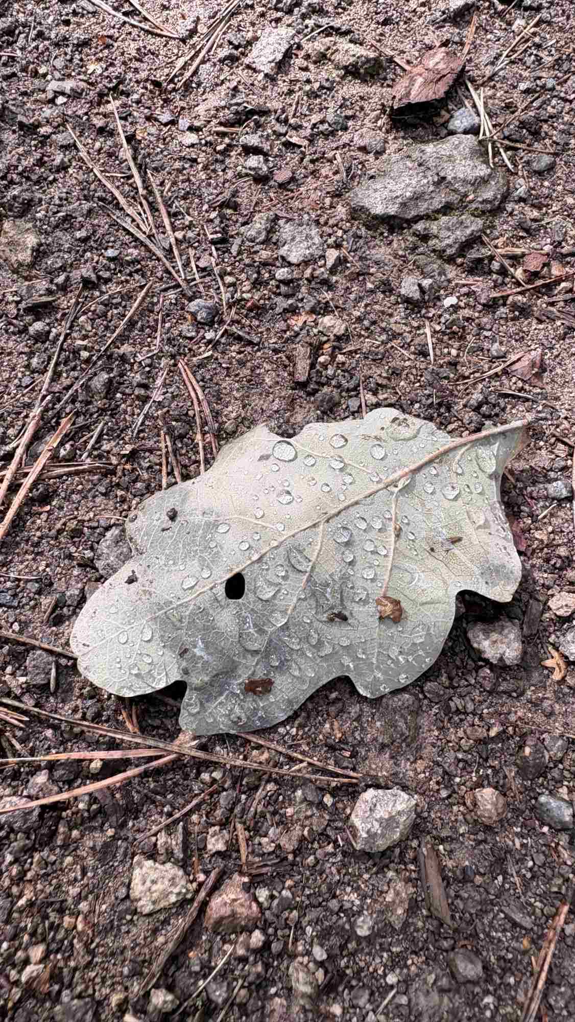 Herbstblatt