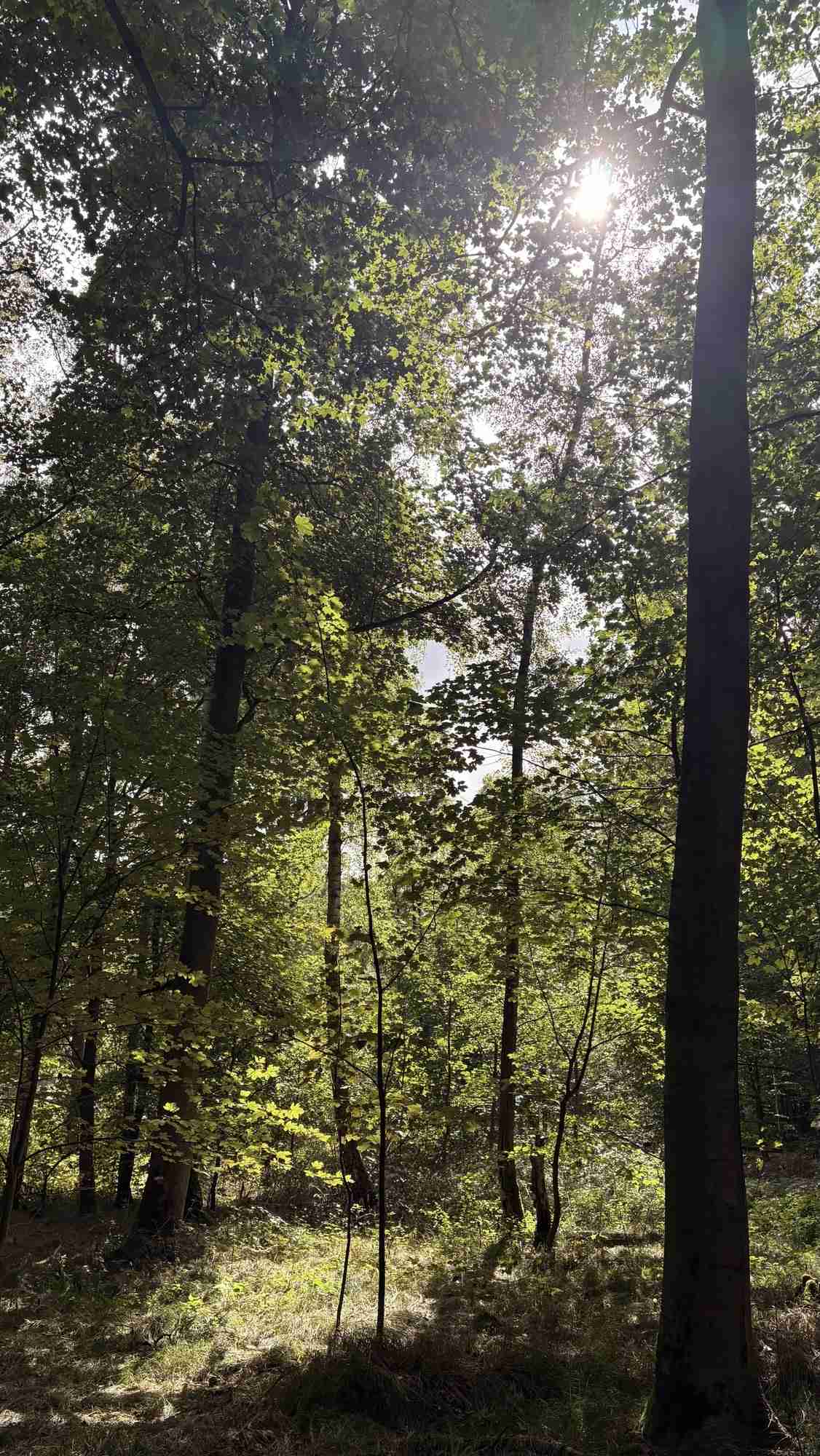 Blick in den Herbstwald